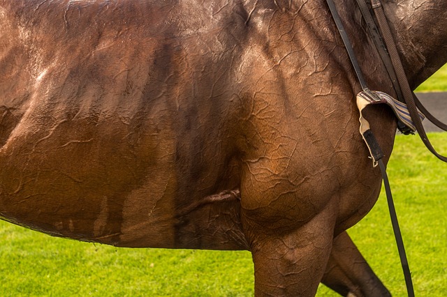 Betting Discipline